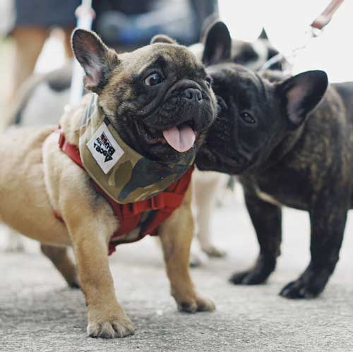 two pugs together on leashes