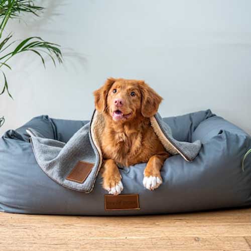 dog laying in pet bed