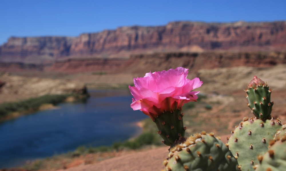 Spring into Adventure-Top Destinations for Monthly Rentals in April in Arizona