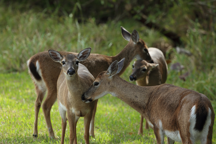 Florida Key Deer in natural habitat