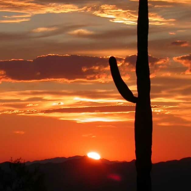 cactus silhouette against arizona orange sunset